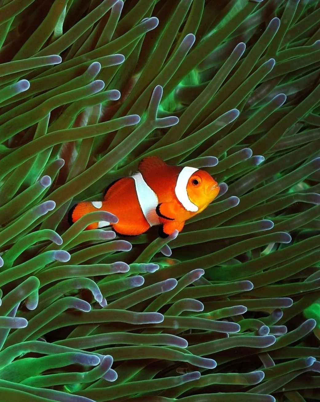 Anemone Fish