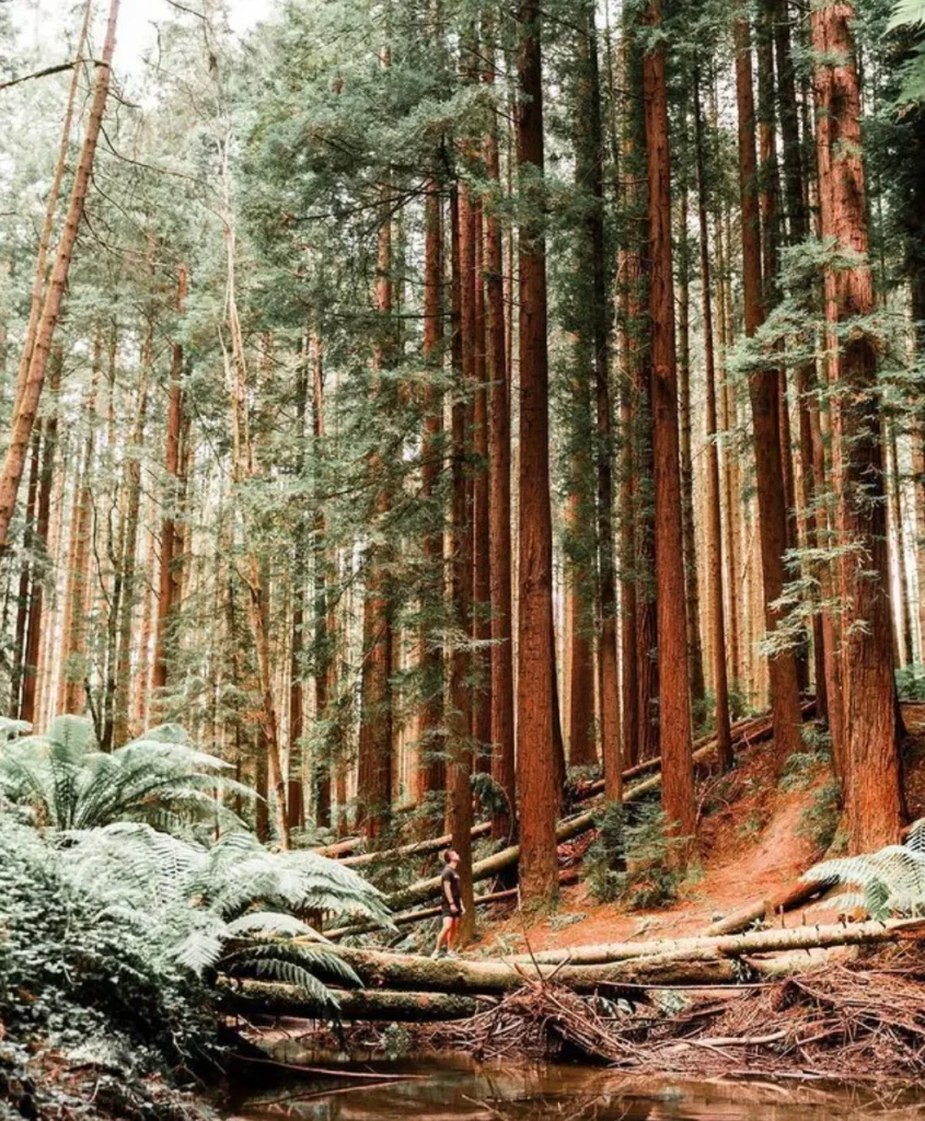 Great Otway National Park
