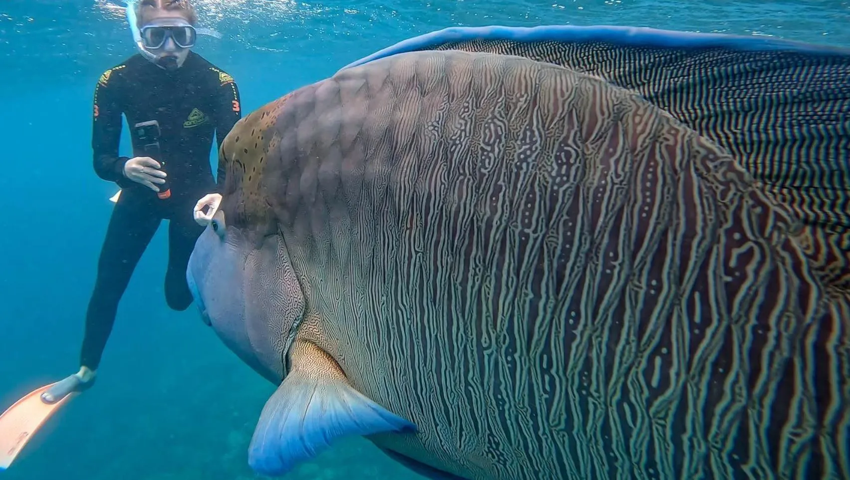 Safety Tips For Snorkelling Around Fish