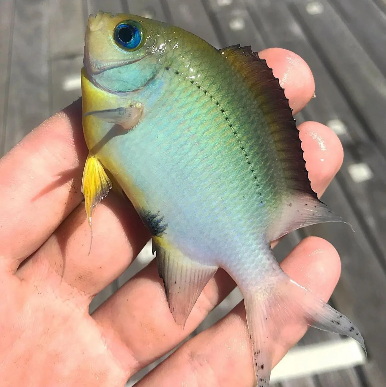 Spiny chromis