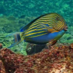 What Are The Fish In The Great Barrier Reef