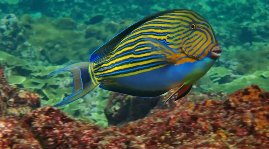 What Are The Fish In The Great Barrier Reef