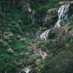 are dogs allowed at lesmurdie falls