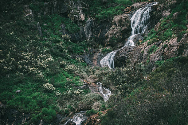 are dogs allowed at lesmurdie falls