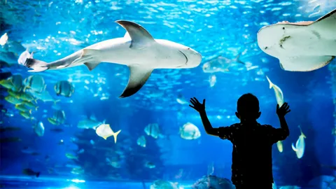 sea world marine park photos