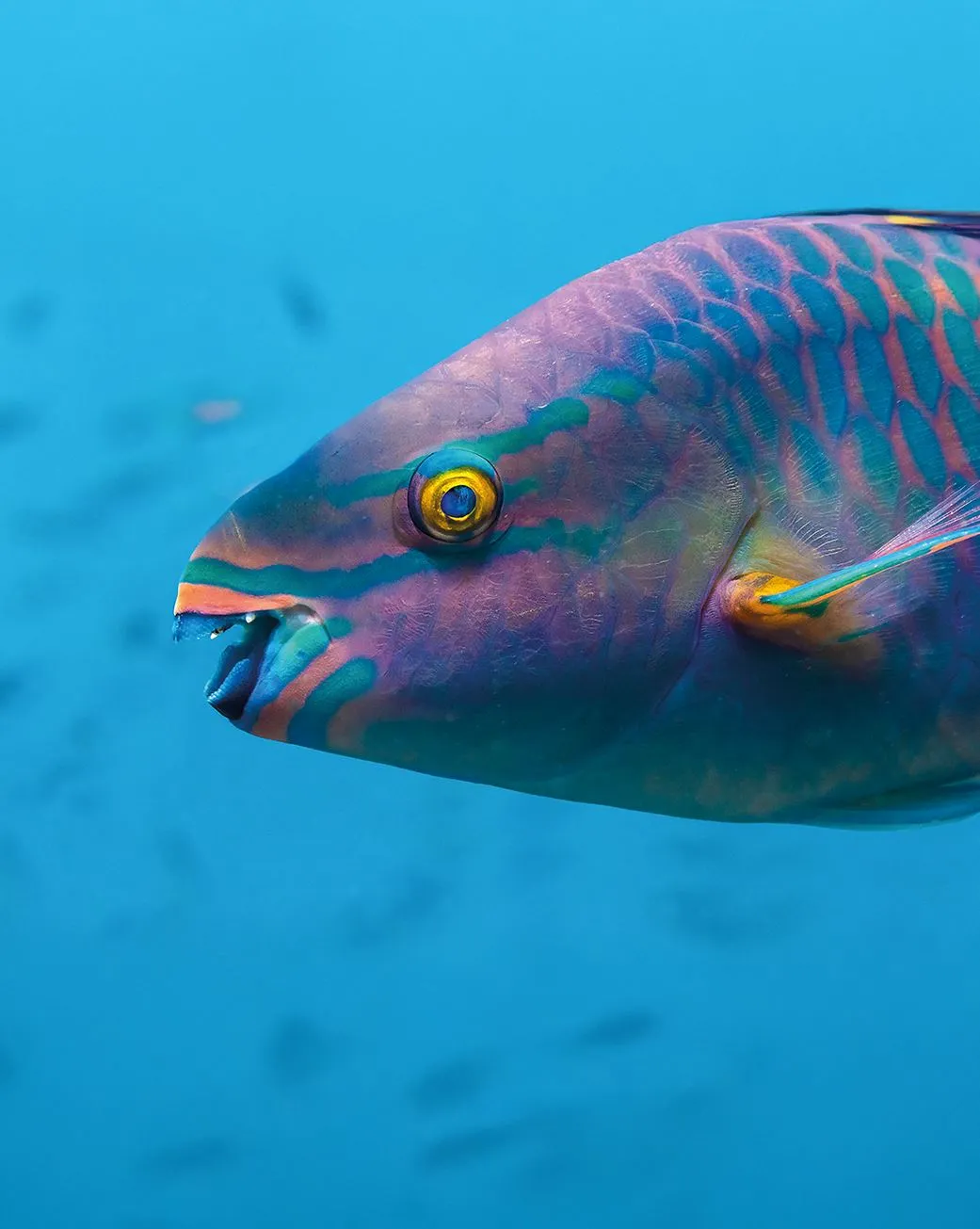 parrotfish